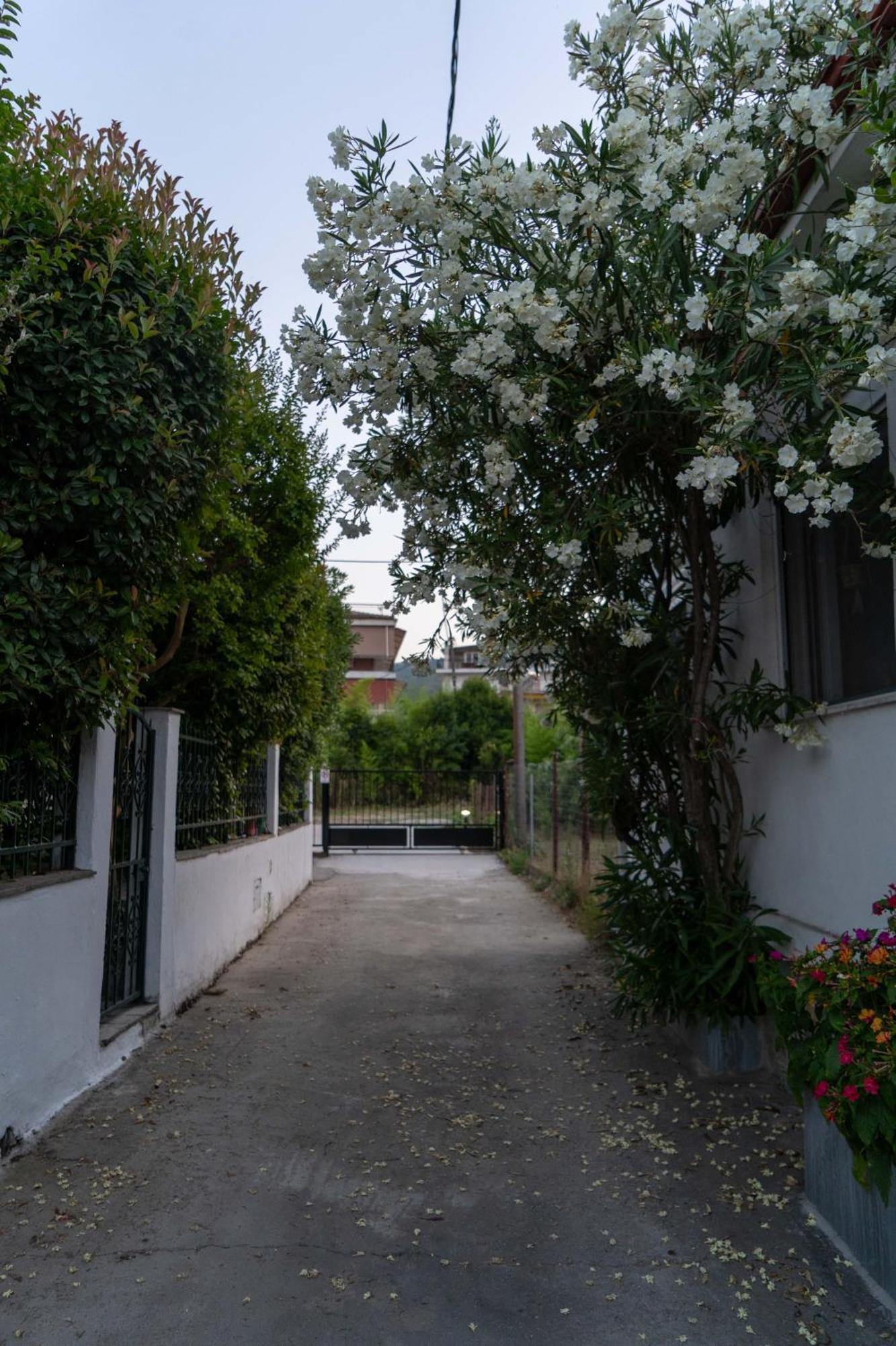 Terrazzo House Villa Platamonas Exteriör bild
